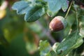 Acorn fruit between the leaves on the oak tree in the forest, ge Royalty Free Stock Photo