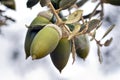 Acorn fruits