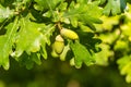 Acorn fruits. Closeup of green acorns fruits in the oak nut tree against blurred green background in a park of Berlin, Germany Royalty Free Stock Photo