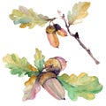 Acorn green leaves and nuts. Watercolor background illustration set. Isolated oak illustration element.