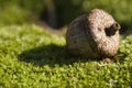 Acorn on Green Moss Royalty Free Stock Photo