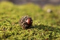 Acorn on the green moss background Royalty Free Stock Photo