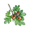 Acorn with green oak leaves. Watercolor painted illustration. Hand drawn realistic oak tree brown nut with green leaf on Royalty Free Stock Photo