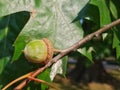 The acorn grows on the oak