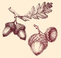 Acorn isolated hand drawing