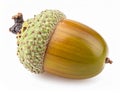 Acorn Isolated On White Background Royalty Free Stock Photo