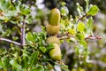 The acorn or Kermes oak, Quercus coccifera