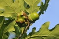 Acorn with Knopper Gall