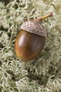 Acorn In Moss Royalty Free Stock Photo