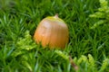 Acorn in the moss Royalty Free Stock Photo