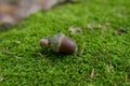 Acorn on moss in forest Royalty Free Stock Photo