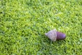 Acorn on a moss lawn background. The acorn, is the oak nut Royalty Free Stock Photo