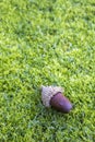 Acorn on a moss lawn background. The acorn, is the oak nut