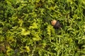 Acorn on the moss Royalty Free Stock Photo