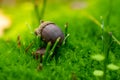Acorn in the nature in the green moss Royalty Free Stock Photo
