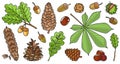 Acorn of oak color vector set icon. Vector illustration autumn leaf and nut on white background.Isolated color icon acorn and cone Royalty Free Stock Photo