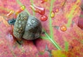 Acorn in oak forest. close up. forest after rain. Royalty Free Stock Photo