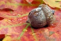 Acorn in oak forest. close up. forest after rain. Royalty Free Stock Photo