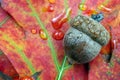 Acorn in oak forest. close up. forest after rain. Royalty Free Stock Photo