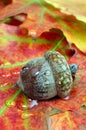 Acorn in oak forest. close up. forest after rain. Royalty Free Stock Photo