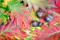 Acorn in oak forest. close up. forest after rain. top view Royalty Free Stock Photo