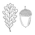 Acorn oak hand drawn ink illustration in painting technique. Isolated vintage clipart of forest foliage leaf. Graphic design of Royalty Free Stock Photo
