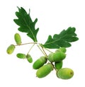 Acorn oak isolated Royalty Free Stock Photo