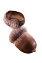 Acorn of oak