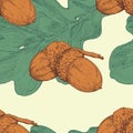 Acorn and oak leaf. Vector seamless pattern. Hand drawn illustration. Color illustration Royalty Free Stock Photo