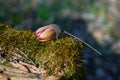 Acorn or oaknut slowly sprouting in early spring in the forest.