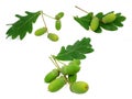 Acorn oak set Royalty Free Stock Photo