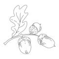 Acorn from oak tree in line style Royalty Free Stock Photo