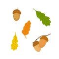 Acorn, oak tree seed and leaves set, simple hand drawn flat style vector illustration, autumn fall design element Royalty Free Stock Photo