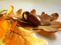 Acorn on a oaken leaves