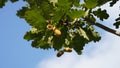 The acorn or oaknut, on a branch of oak tree with and green leaves Royalty Free Stock Photo