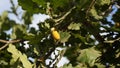 The acorn or oaknut, on a branch of oak tree with and green leaves