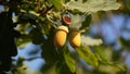 The acorn or oaknut, on a branch of oak tree with and green leaves