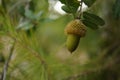 The acorn or oaknut on a branch of oak tree with green leaves.