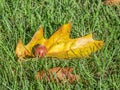 Acorn or oaknut on a dry yellow oak tree leaf