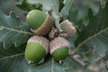 The acorn, or oaknut, is the nut of the oaks