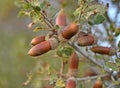 The acorn, or oaknut of Quercus ilex