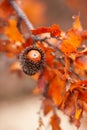 Acorn and red orange brown oak Quercus cerris, the Turkey oak or Austrian oak foliage on branches with selective focus Royalty Free Stock Photo
