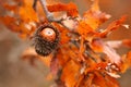 Acorn and red orange brown oak Quercus cerris, the Turkey oak or Austrian oak foliage on branches with selective focus Royalty Free Stock Photo