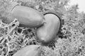 Acorn. Seeds of oak brown. Lying on a green forest moss. A good photo for people with creative ideas. Black and white image Royalty Free Stock Photo