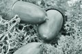 Acorn. Seeds of oak brown. Lying on a green forest moss. A good photo for people with creative ideas. Toned image Royalty Free Stock Photo