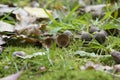 Acorn shells lying in moss