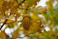 Acorn on a Tree Branch Royalty Free Stock Photo