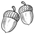 Acorn sketch