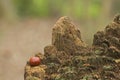 Acorn on southampton common