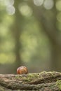 Acorn on southampton common